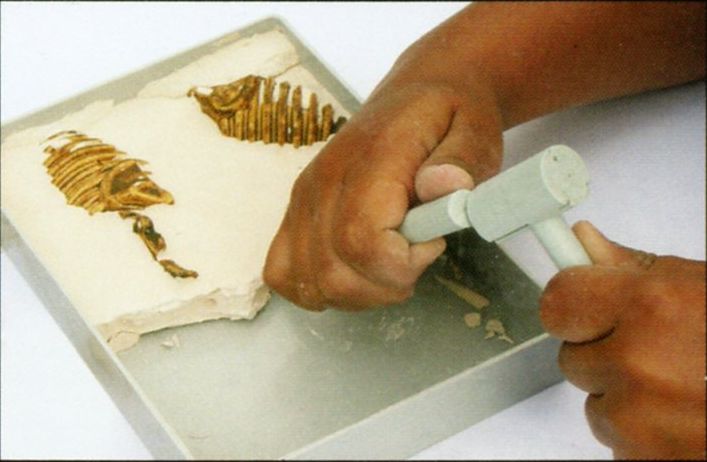 Археологический набор Скелетон Тиранозавр Рекс Археологический набор Скелетон Тиранозавр Рекс