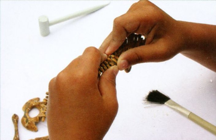 Археологический набор Скелетон Тиранозавр Рекс Археологический набор Скелетон Тиранозавр Рекс