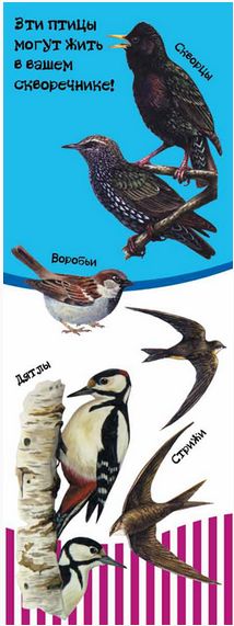 Какие птицы живут в скворечнике Какие птицы живут в скворечнике
