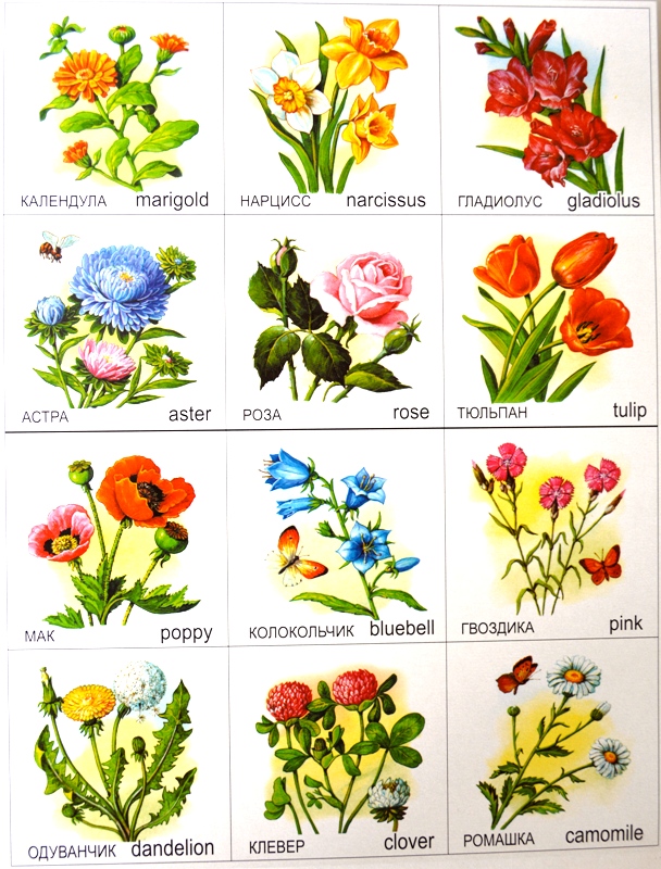 Парные карточки Дереья, злаки, цветы