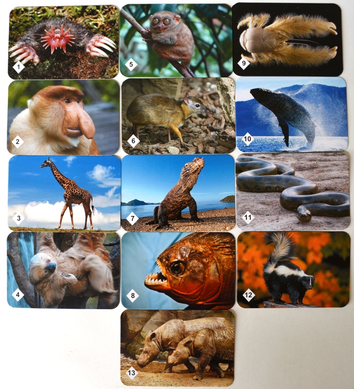 Игра МЕМО Удивительные животные