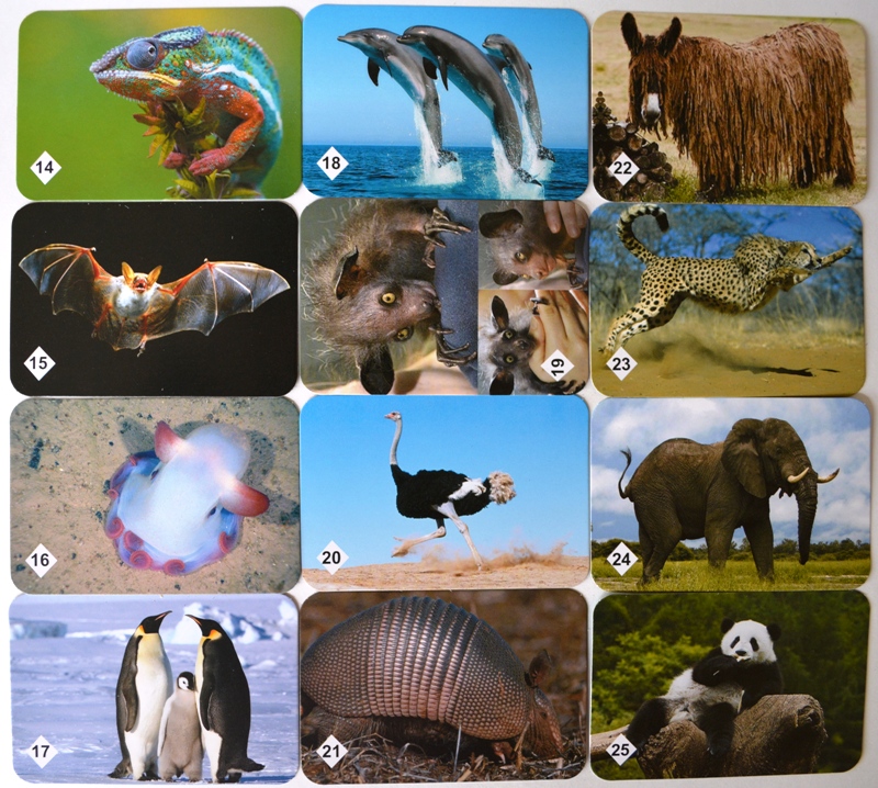 Игра МЕМО Удивительные животные