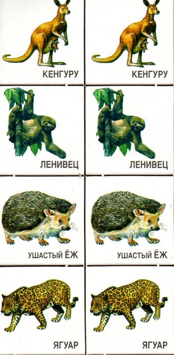 Парные картинки Живая планета