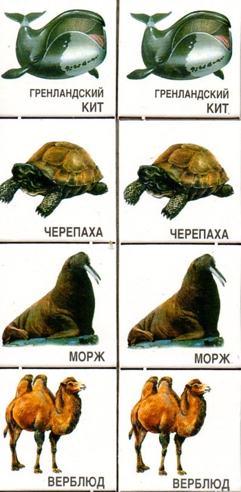 Парные картинки Живая планета