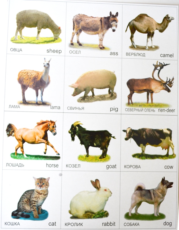 Карточки найди пару Дикие и домашние животные