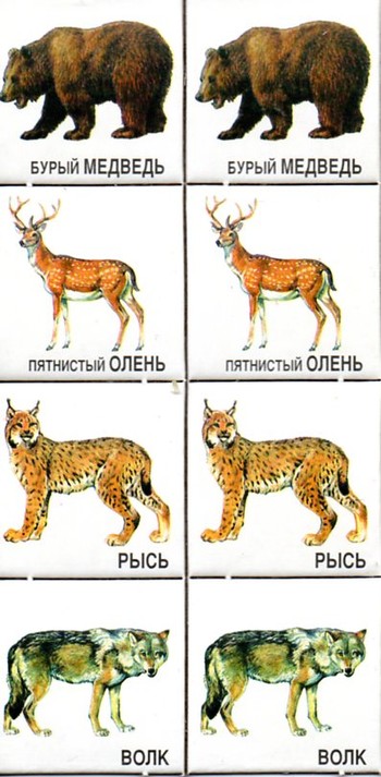 Парные картинки Живая планета