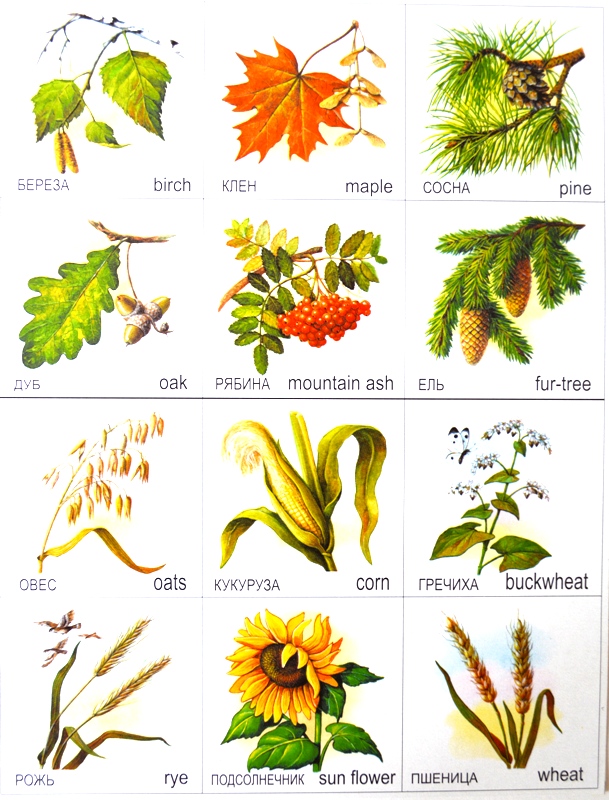 Парные карточки Дереья, злаки, цветы