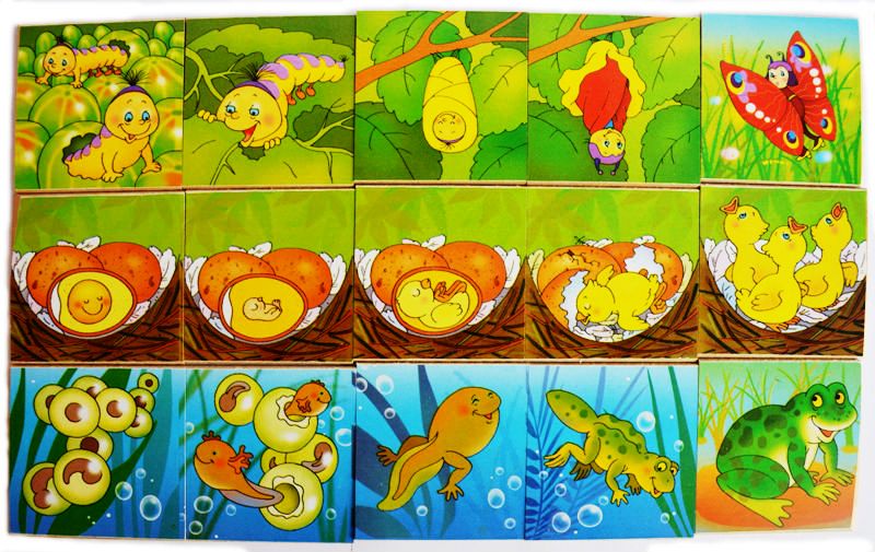 Логический пазл для детей превращения в природе