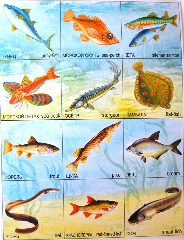 Найди пару картинок Обитатели рек, морей и океанов
