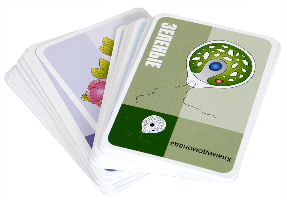 Викторина "Царство растений" (Твой кругозор)