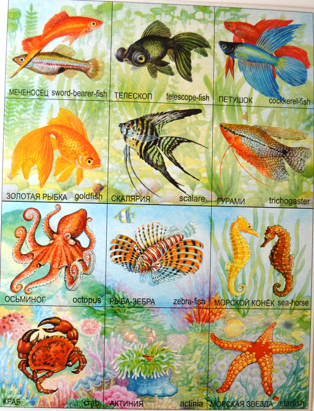 Найди пару картинок Обитатели рек, морей и океанов