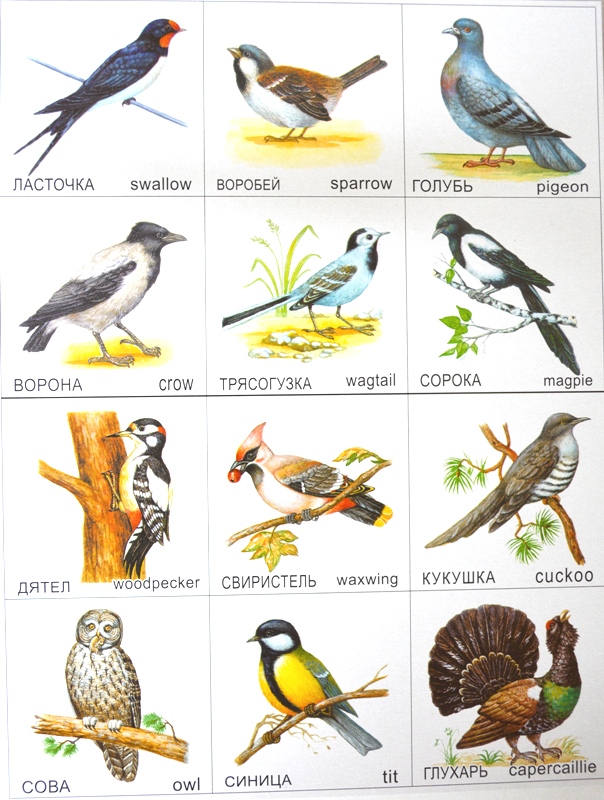 Парные картинки для детей Птицы