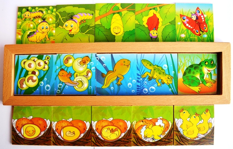 Логический пазл для детей превращения в природе