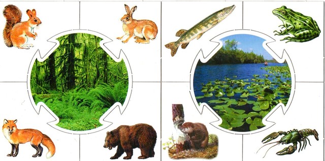 Учись играя. Кто где живет?