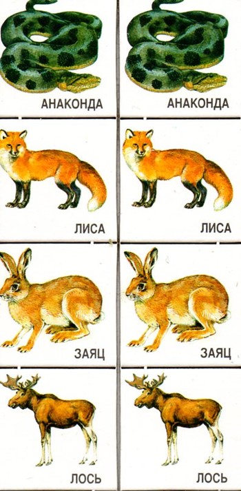 Парные картинки Живая планета