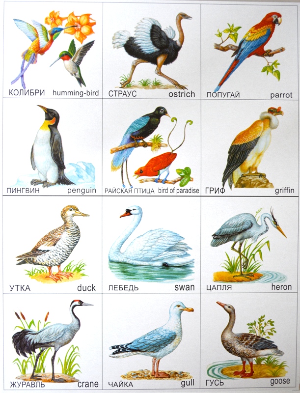Парные картинки для детей Птицы