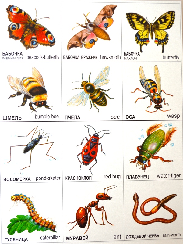 Игра карточки найди пару Насекомые